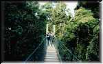 Atrakcja kadego turysty: Lamington National Park i spacer po konarach, czyli canopy walk. August 1997. 